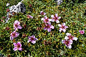 Trekking nel Parco Naturale Puez-Odle. La lunga discesa dal Rifugio Puez a Selva in Valgardena lungo la Vallelunga. Cinquefoglia delle Dolomiti - Potentilla nitida (Dolomiten-Fingerkraut, Triglav-Rose; Pink cinquefoil; Potentille luisante). 